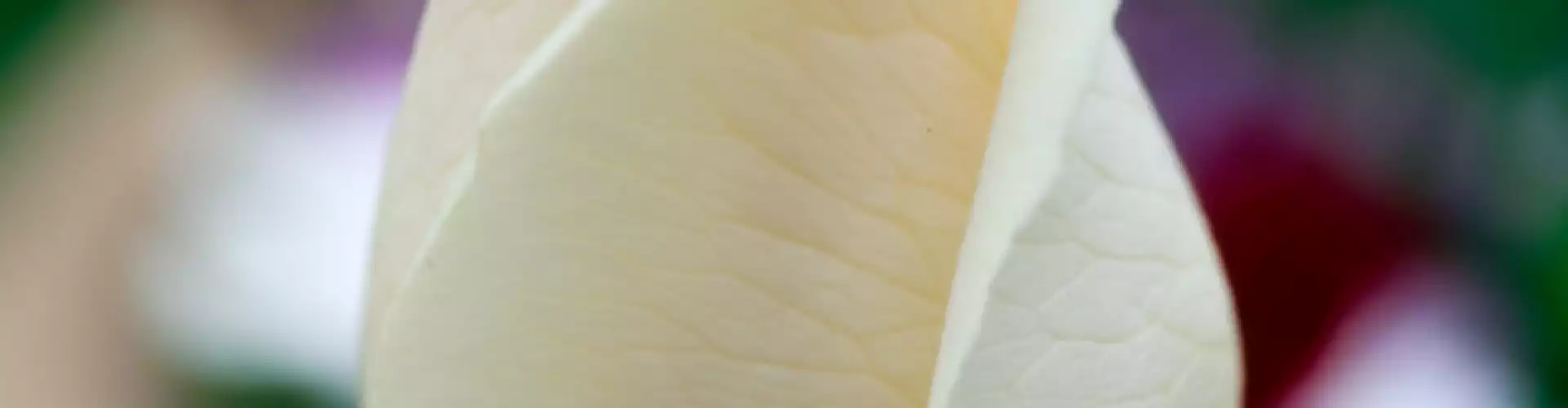 Letting Go of Perfection Meditation 1 - Online Class by Danielle Gibbons
