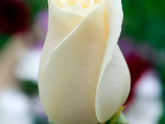 Letting Go of Perfection Meditation 1