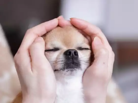 How to Balance Your Pet Companions Energy