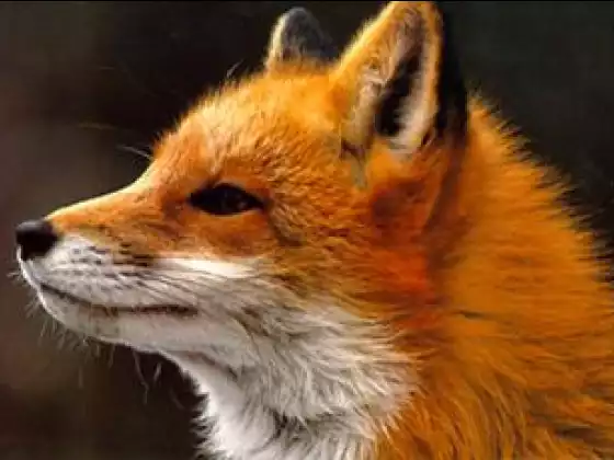 Voices from Spirit - Fox Medicine