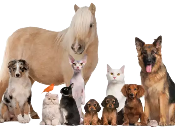 Animals in the Light Ep 1