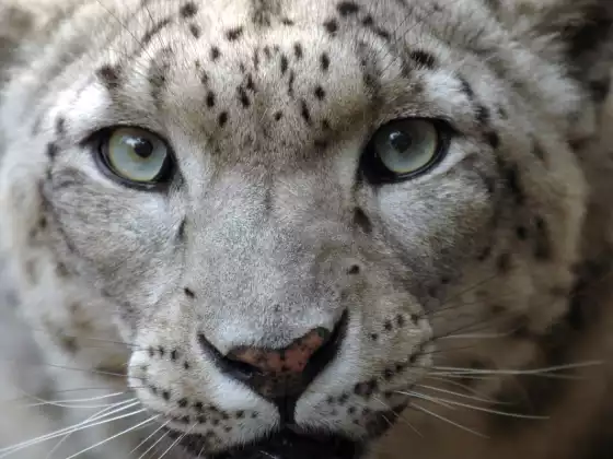 Voices from Spirit - Snowleopard