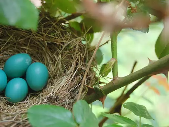 Celebrate Spring with Renewal - Spring Equinox Ceremony