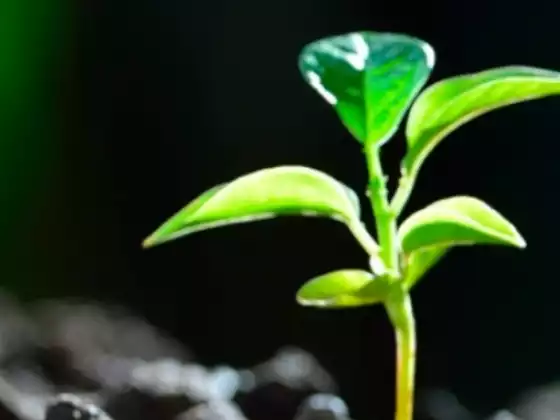 Spring Renewal Energy Healing and Clearing