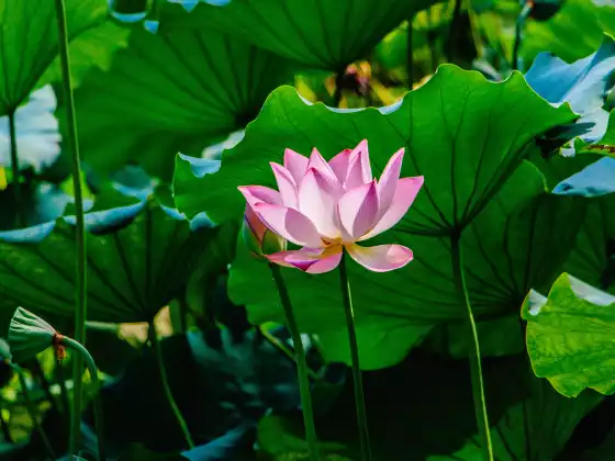 灵气2级
