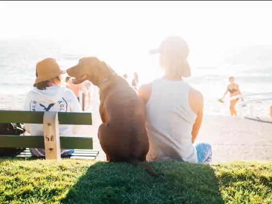 Remote Reiki Healing for Yourself, Children, and Animal Companions