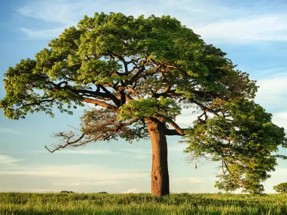 INTRODUCTION TO TREE BASICS
