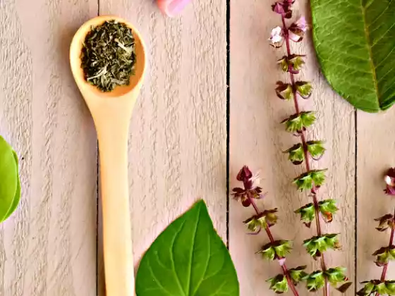 आयुर्वेदिक हर्बलिज्म मूल बातें