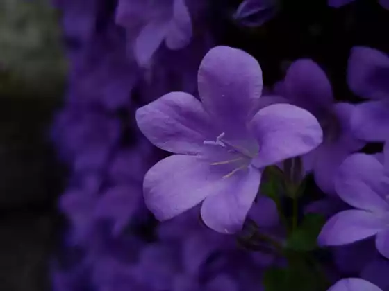#13-Violet Crown Chakra