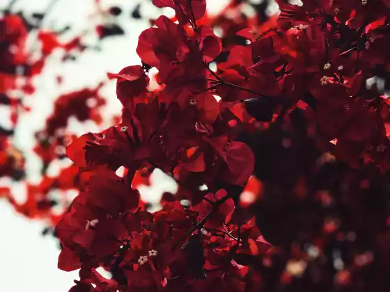 #7-Red Root Chakra